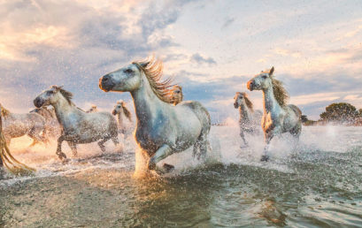 The White Horses of the Camargue – Southern France with Scott Stulberg (Travel Workshop)