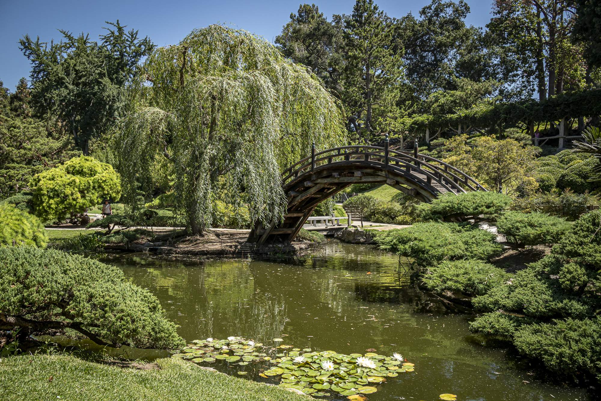 Featured image for event Meet-Up in LA: Huntington Gardens with Peter Bennett (Hybrid Learning  - Two Sessions)
