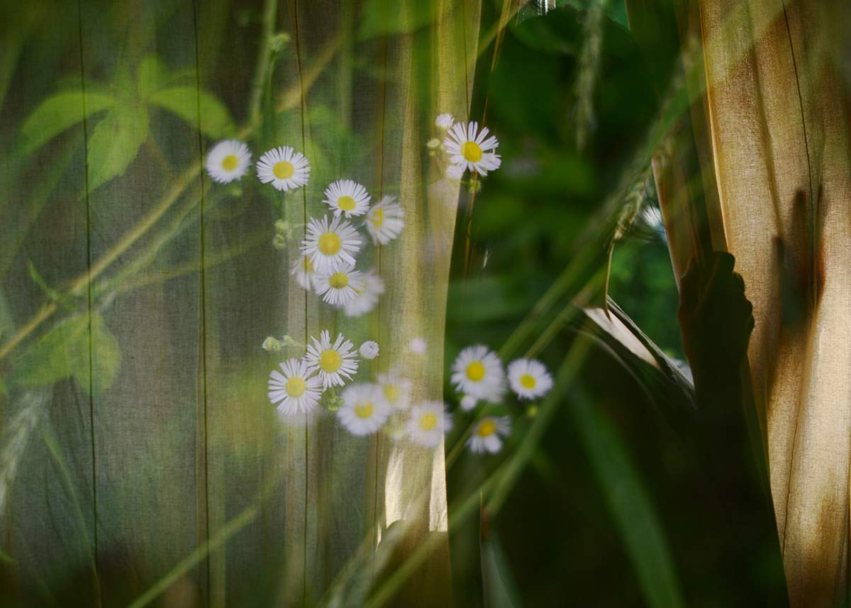 Featured image for event Layers of Imagination: The Art of Multiple Exposure with Manuela Thames (Online Learning - Six Sessions)