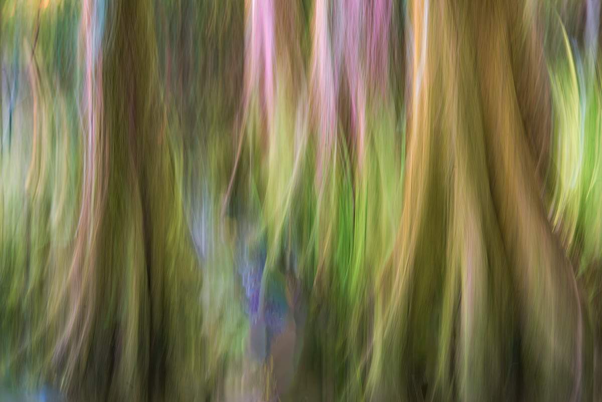 Featured image for event Beyond the Bloom: Nature & Floral Photography with Tony Sweet (In-Person Learning - Three Sessions)