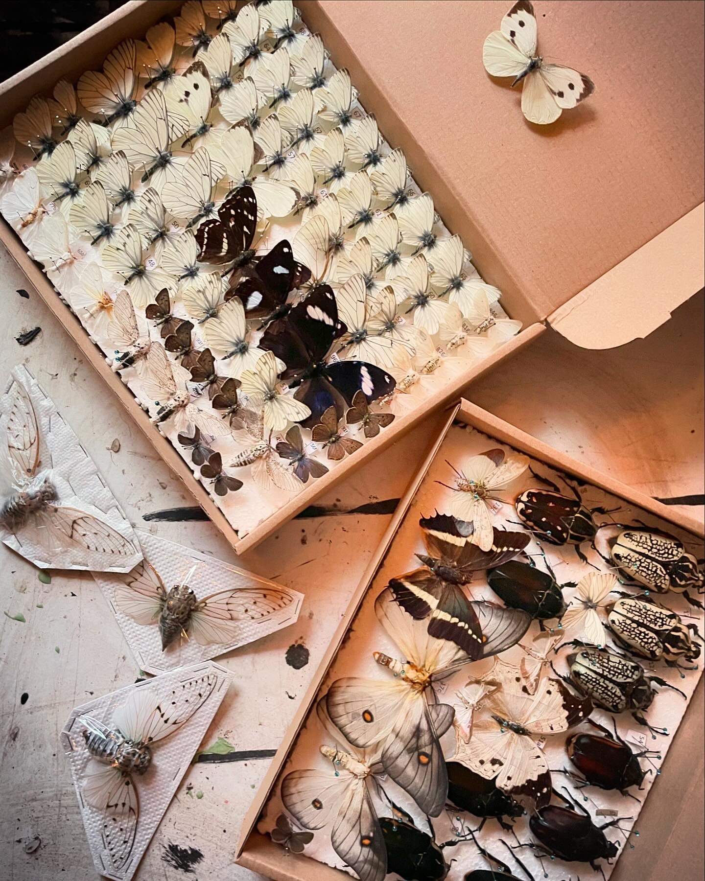 Featured image for event Creative Still Life with Tara Sellios (Online Learning - Six Sessions)