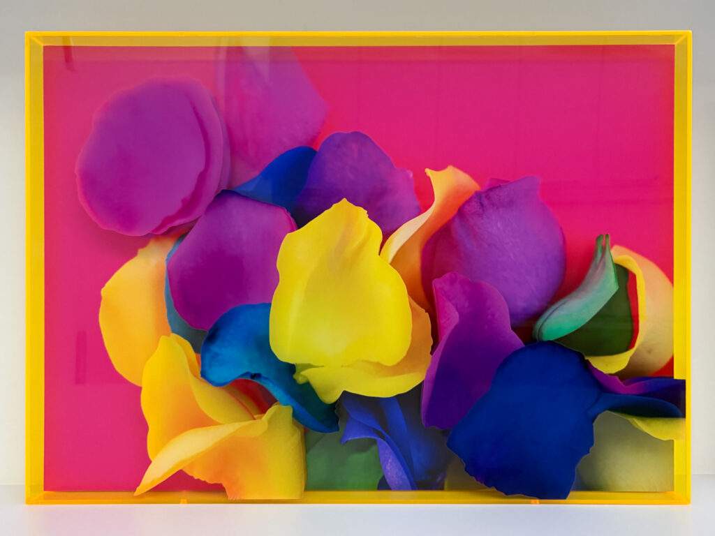 Honorable Mention - Pamela Beck, Hot Pink In Bloom, 2026, Mixed media (two layers produced into one artwork), 1 of 15, 17.25" x 24.25" x 1.5" , Signed, Framed