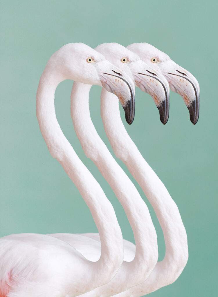 Honorable Mention - Olga Nikishova, Flamingo, 2019, Archival pigment print, 1 of 10, 20" x 16" , Signed