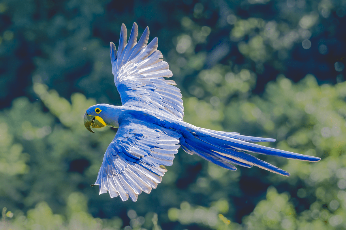 Featured image for event Birds in Focus: An Afternoon of Bird Photography @ LACP (In-Person)
