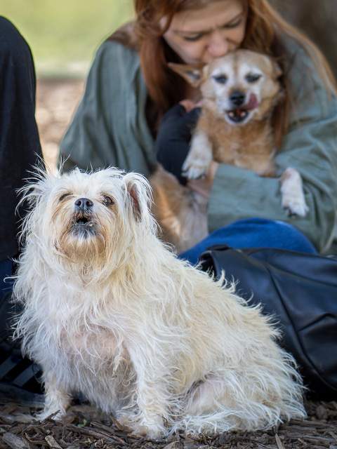 Dog protecting its mom and sibling. May 17, 2026, Washington Square Park, North Beach, San Francisco, CA