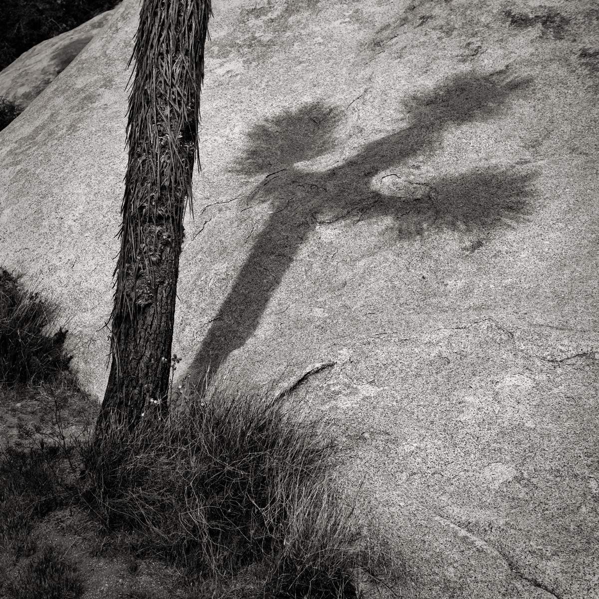 Featured image for event Sunscape - Desert Light: Landscape Photography in Joshua Tree with Michael E. Gordon (In-Person Learning)